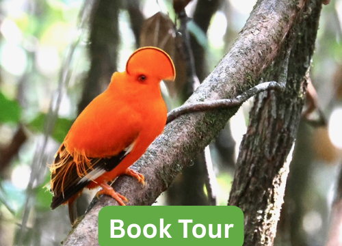 Costal Birding Tour