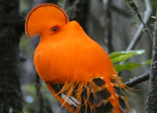 Costal Birding Tour - Trail Masters Adventure Tours 2026-02-04 at 03.05.43
