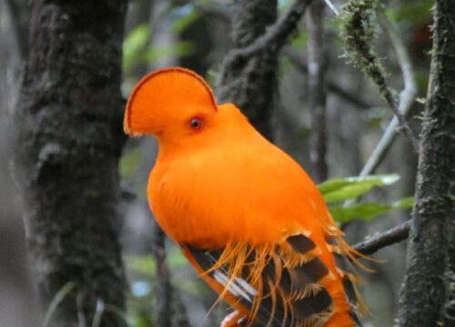 Seeking the Guianian Cock-of-the-Rock on the Kaieteur Overland Trek
