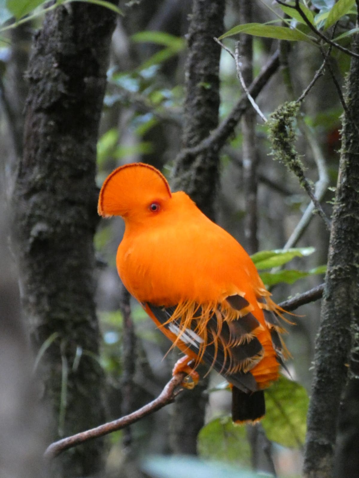 Seeking the Guianian Cock-of-the-Rock on the Kaieteur Overland Trek - Trail Masters Adventure Tours