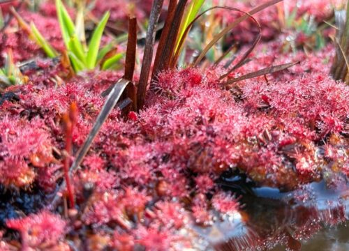 Kaieteur Overland: Small Wonders in a Wild Landscape