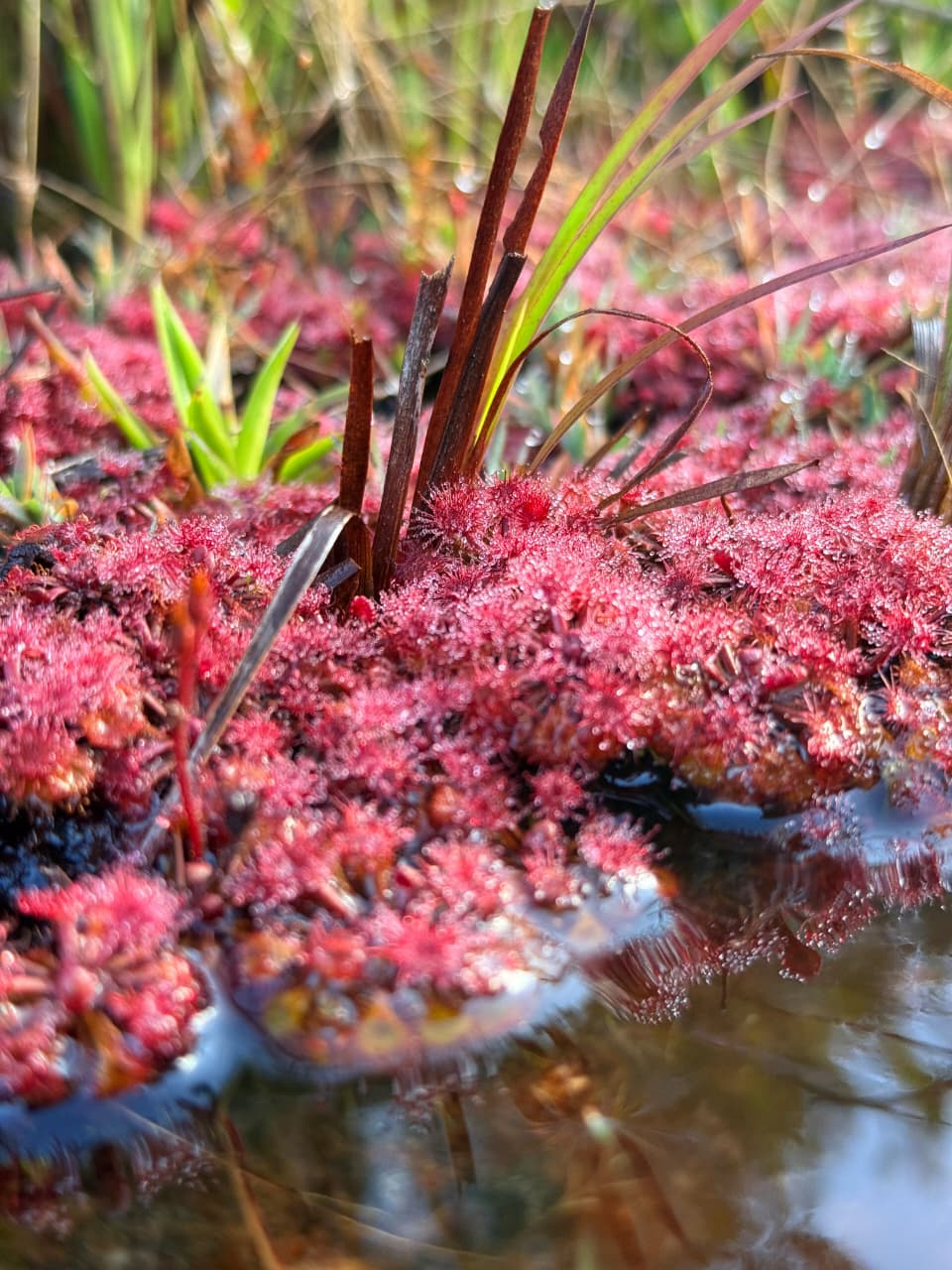 Kaieteur Overland: Small Wonders in a Wild Landscape - Trail Masters Adventure Tours