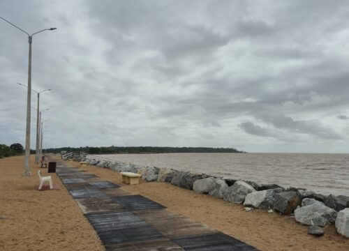 Leguan Guyana - Tralmasters Adventure Tours