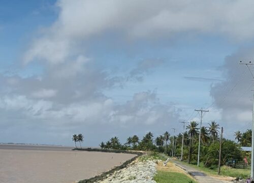 Leguan Guyana - Tralmasters Adventure Tours
