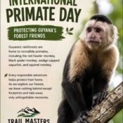 Celebrating International Primate Day