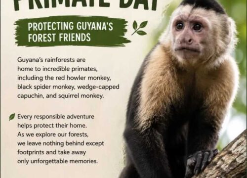 Celebrating International Primate Day: Responsible Wildlife Tourism in Guyana