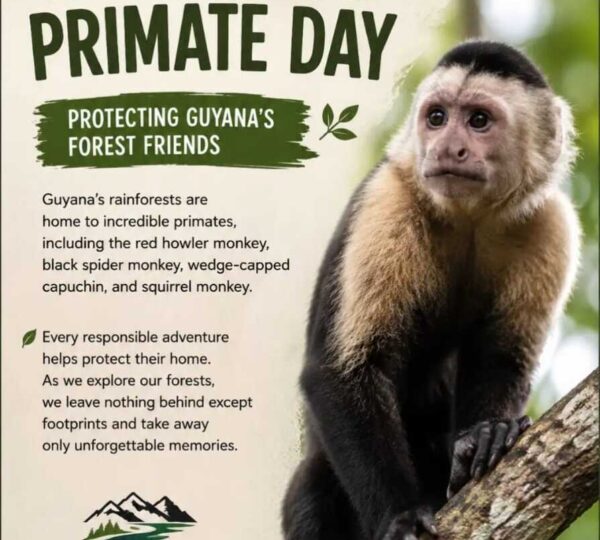 Celebrating International Primate Day